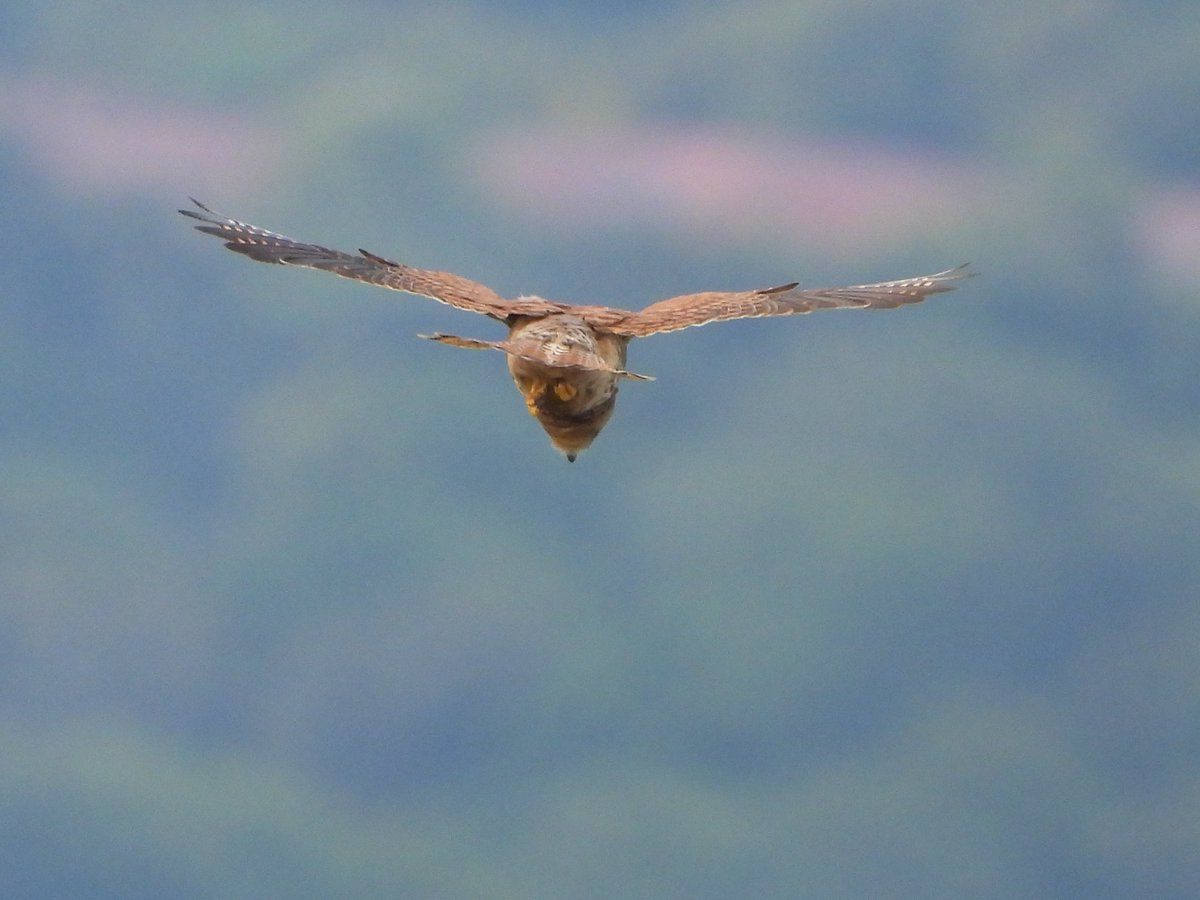 oh my god twitter doesn’t include alt text from images in their API