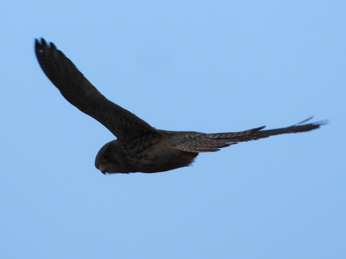 oh my god twitter doesn’t include alt text from images in their API